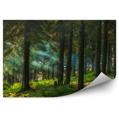 Fototapeta na stenu Ihličnatý les slnko paprade