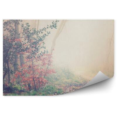 Fototapeta Anglický Les Stromy Listy Tráva Cesta Stromy