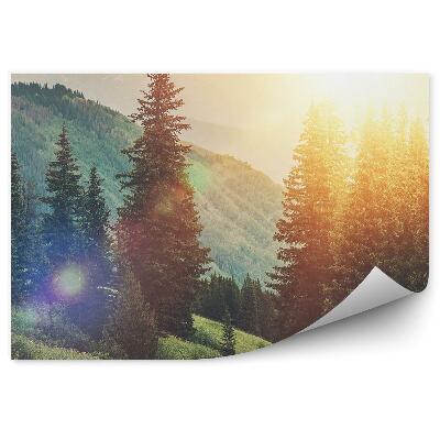 Fototapeta Vyšliapaná cesta medzi stromami vianočné stromčeky lesné kopce