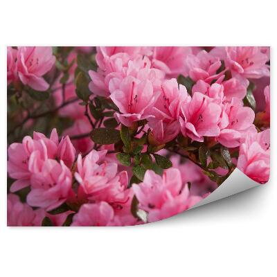 Fototapeta na stenu Ružové Azalky V Kvete