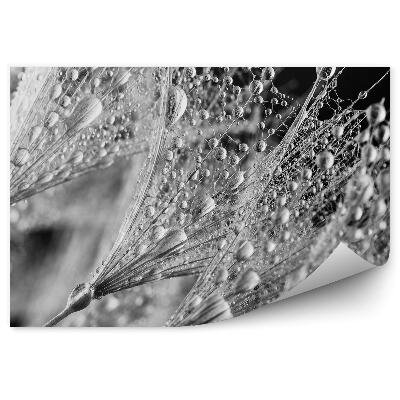 Fototapeta na stenu Dúhovka Rosička