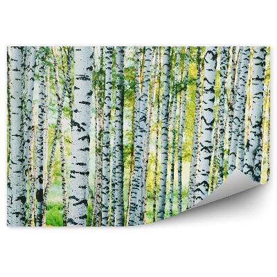 Fototapeta Tráva zelené stromy breza kmene stromov