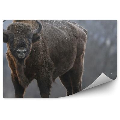 Fototapeta na stenu Zubor na zamrznutej lúke