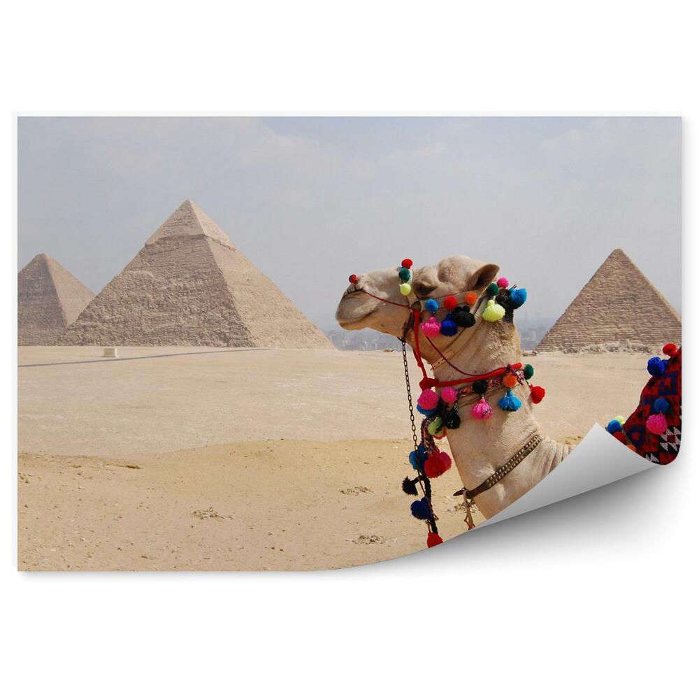 Fototapeta Ťava Pyramídy Egypt Horizont