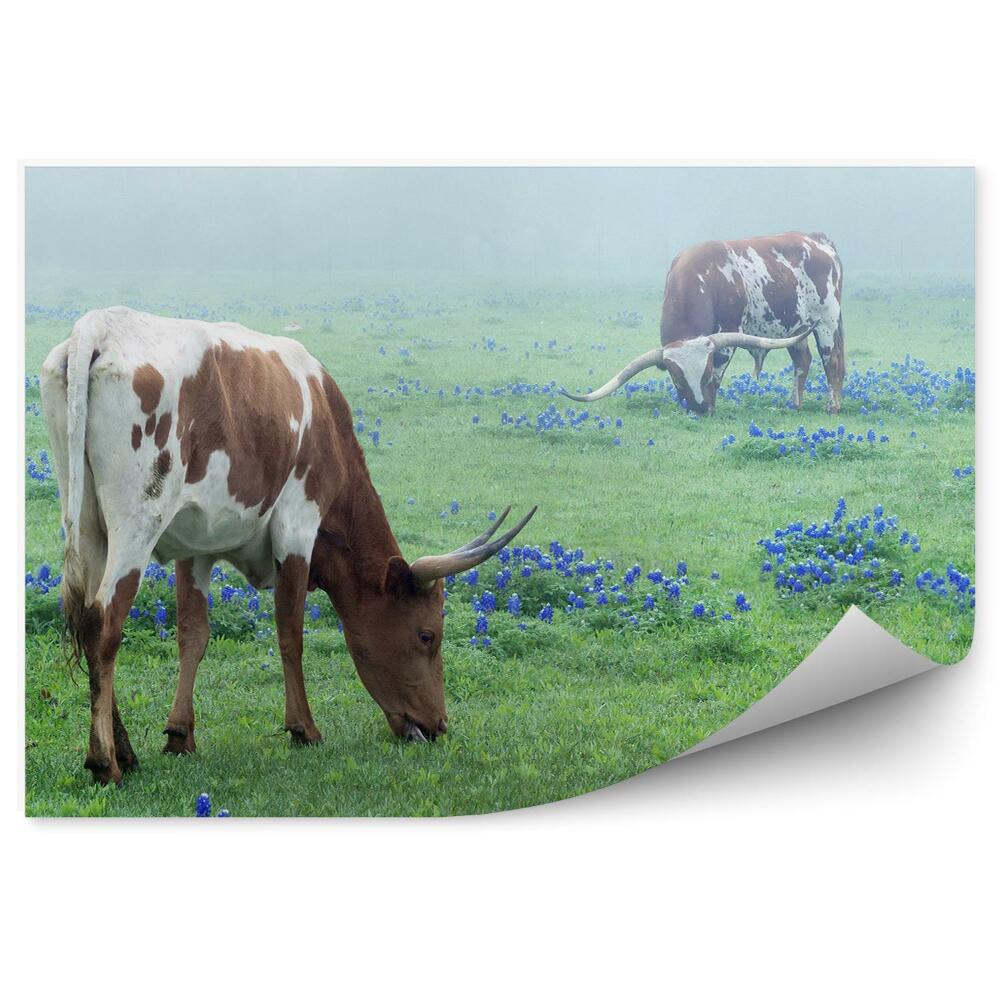 Fototapeta na stenu Kravy na lúke dobytok kvety tráva hmla