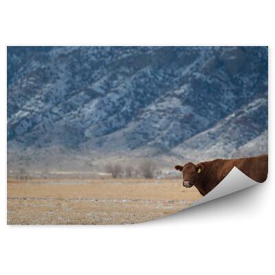 Fototapeta Kravy lúka suchá tráva hory