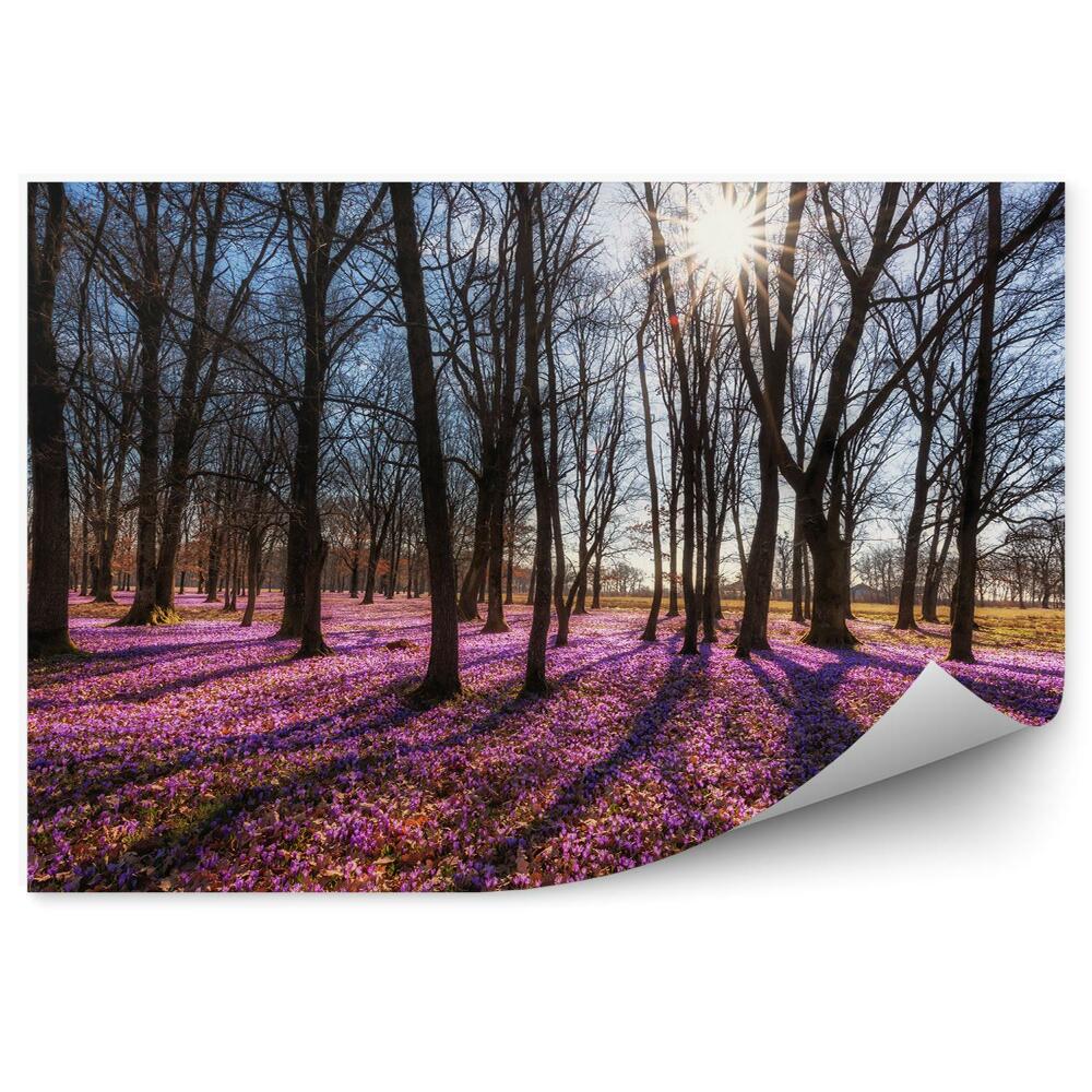 Fototapeta na stenu Slnečný lesný koberec ľalie