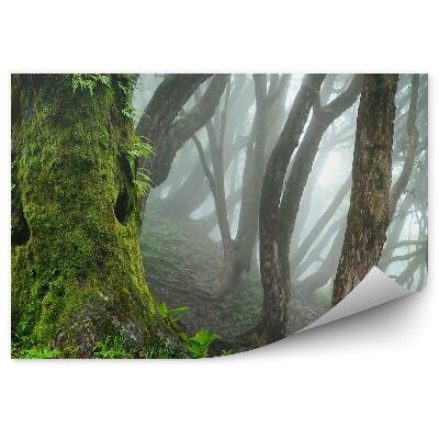 Fototapeta na stenu Nepálska džungľa hmla