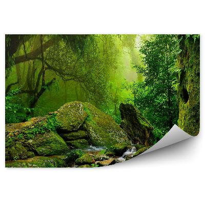 Fototapeta Džungľa zelená príroda potok kamene