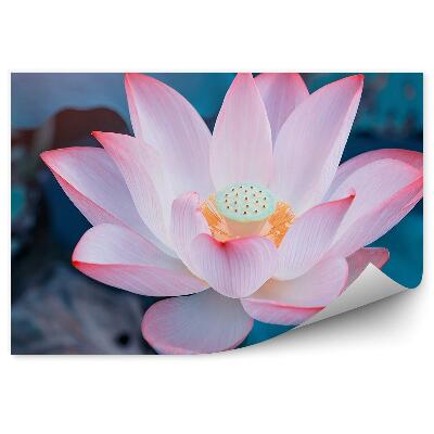 Fototapeta Rozvinutý Lekno