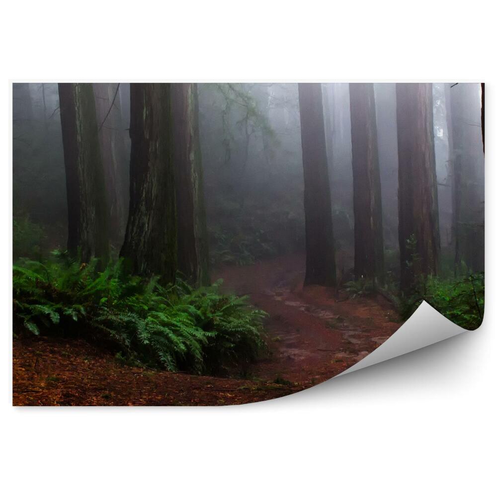 Fototapeta Ihličnatý les hmla paprade