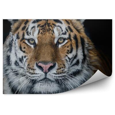 Fototapeta na stenu Amurský tiger