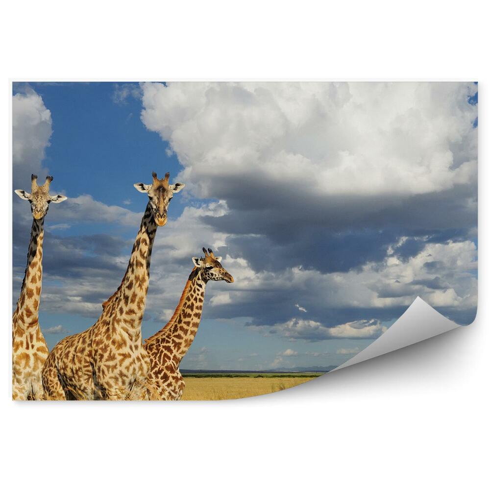Fototapeta Žirafy Keňa Afrika Príroda