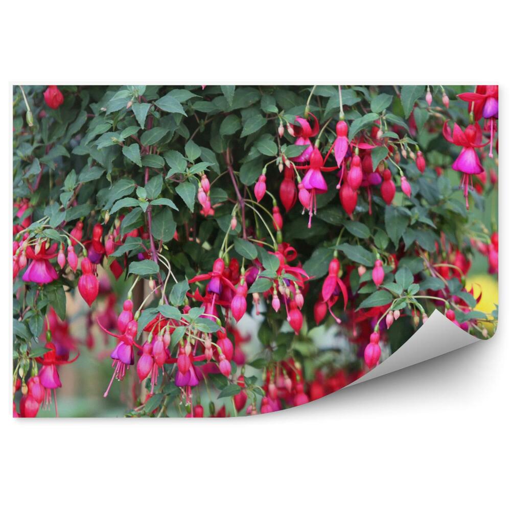 Fototapeta na stenu Ružová Fuchsia Zelené Listy Kvety