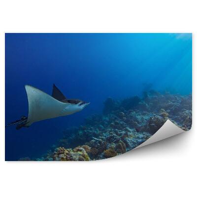 Fototapeta Podvodný Koralový Útes Raje Indický Oceán