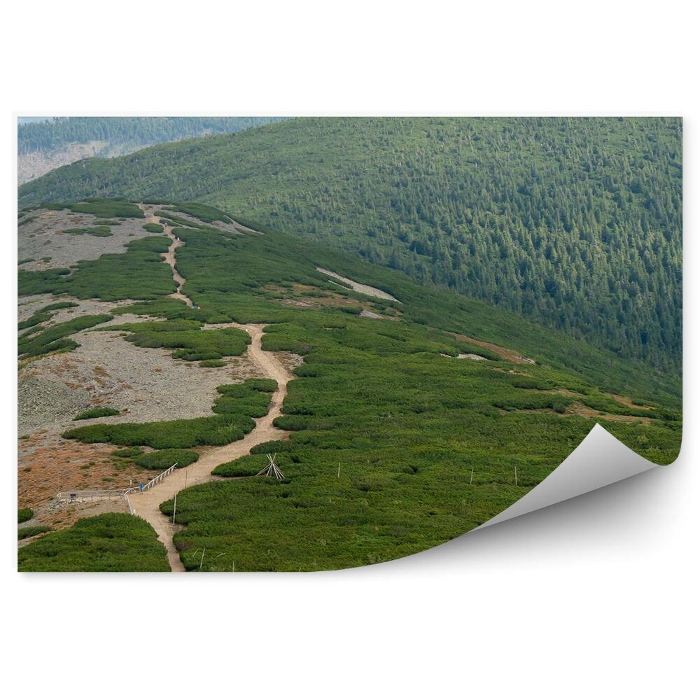 Fototapeta Horská krajina vianočný stromček lesy chodník