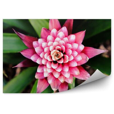 Fototapeta na stenu Zblízka exotický ružový kvet zelené listy