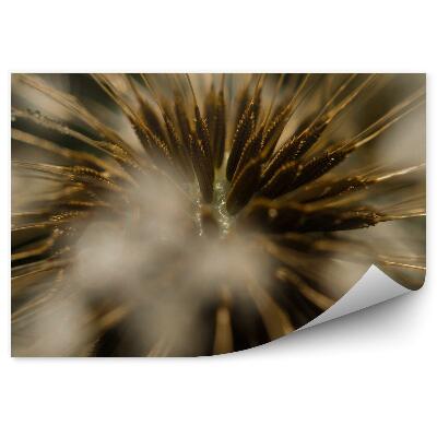 Fototapeta Kvapka Rosy Fúzač Rastliny