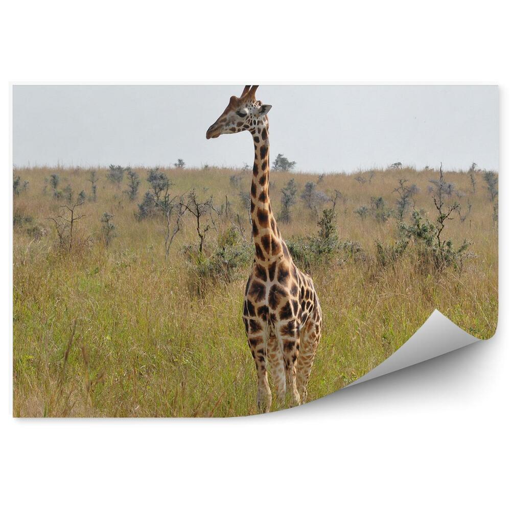 Fototapeta na stenu Žirafy tráva ker obloha savana