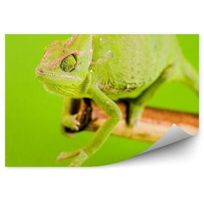 Fototapeta na stenu Zelený chameleón na zelenom pozadí