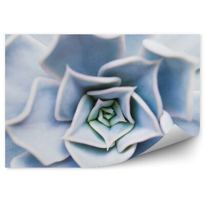 Fototapeta na stenu Biele Kvetinové Pozadie