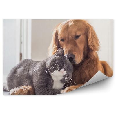 Fototapeta na stenu Britská mačka psí kamaráti odpočívajúci