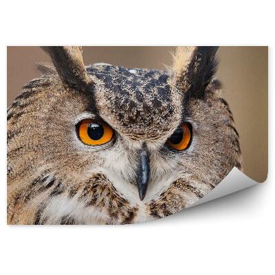 Fototapeta Hlava sovy bubo bubo