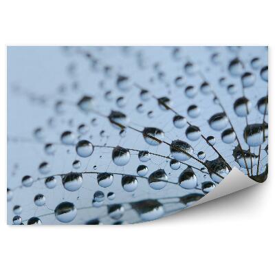 Fototapeta na stenu Kvapky Rosy Z Dúchadla