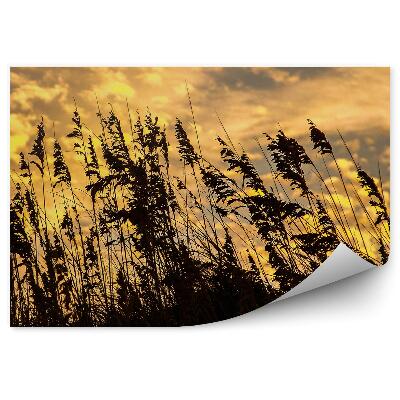 Fototapeta na stenu Tráva klasy farebné obloha mraky