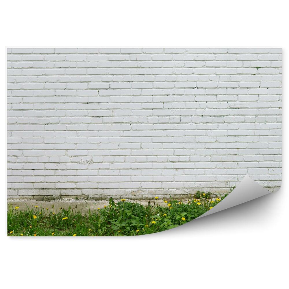 Fototapeta Biela stena tráva púpava mesto
