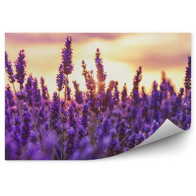 Fototapeta na stenu Pole Levandule Žlté Pozadie Provence