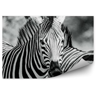 Fototapeta Zebra čiernobiela
