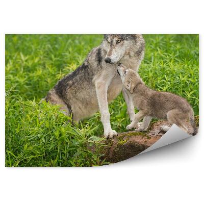 Fototapeta Malý vlk skala tráva príroda