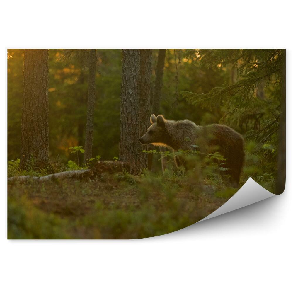 Fototapeta Medveď v lese