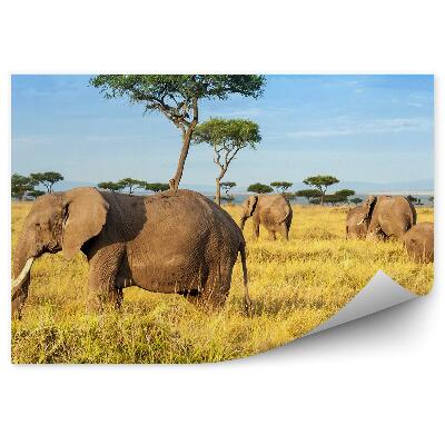 Fototapeta Africký Slon Stromová Rezervácia