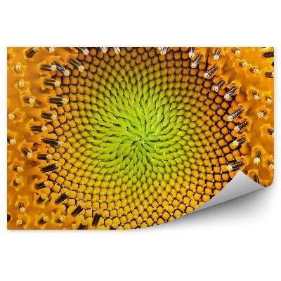 Fototapeta Dizajn Slnečnice