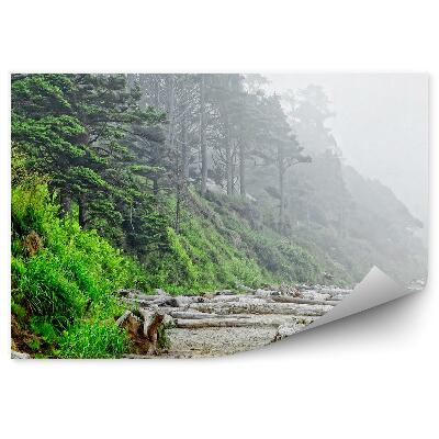 Fototapeta Ihličnaté Stromy Ostrov Tráva Púšť Stromy Hmla