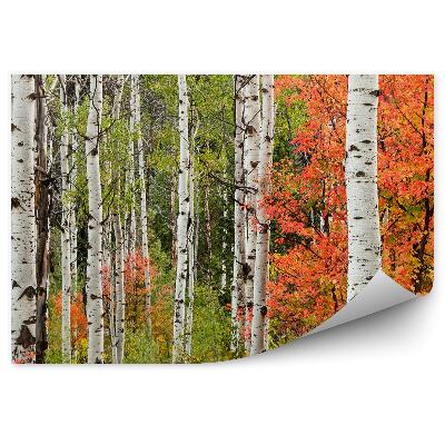 Fototapeta na stenu Jesenná krajina v listnatom lese