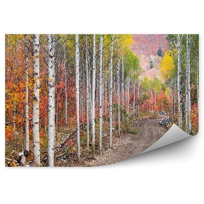 Fototapeta Poľná cesta medzi bielymi stromami brezovými topoľmi