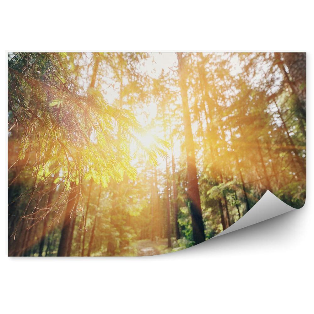 Fototapeta na stenu Borovicový les tráva slnko