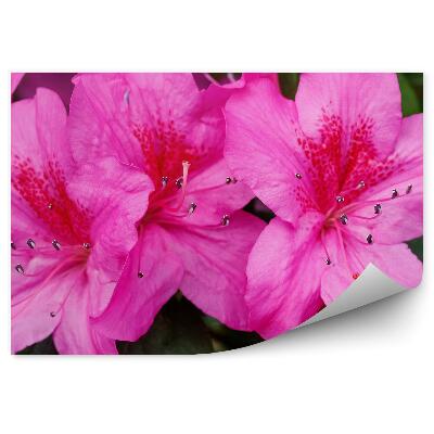 Fototapeta Kvet Rododendronu