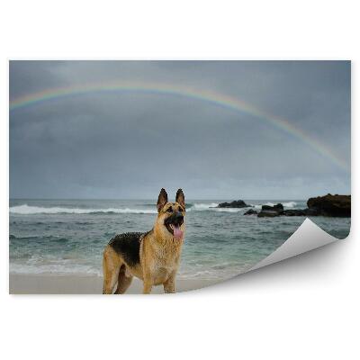 Fototapeta Nemecký Ovčiak Pláž Oceán Skaly Dúha