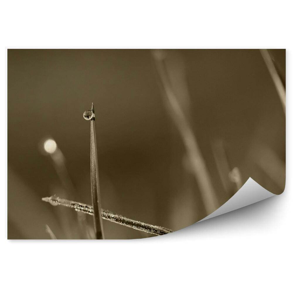 Fototapeta na stenu Kvapky rosy tráva voda ráno