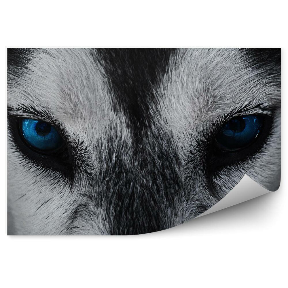 Fototapeta na stenu Zblízka husky pes modré oči