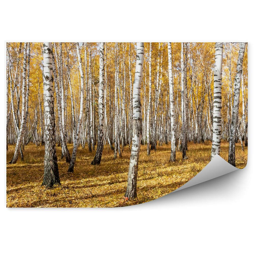Fototapeta Jeseň v brezovom lese padajúce lístie slnečné svetlo