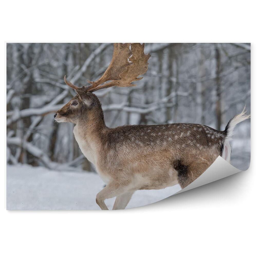 Fototapeta Jeleň v zimnom lese