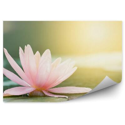 Fototapeta Ružový Lotosový Kvet Žltá Obloha Listy