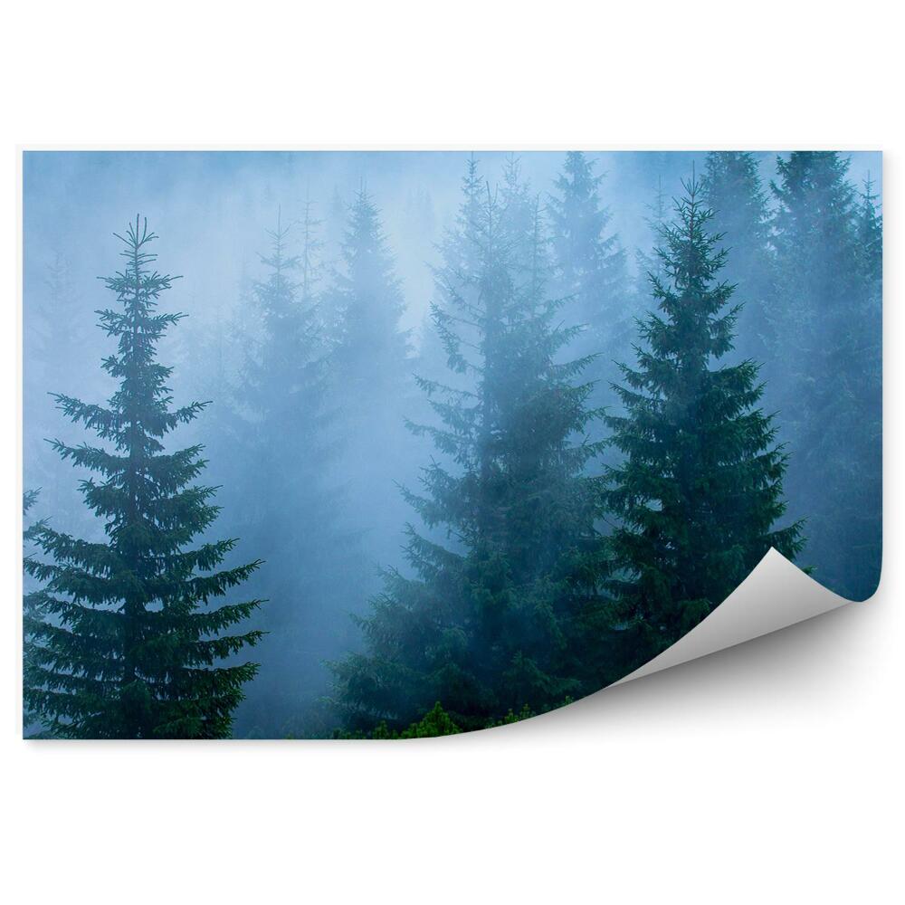 Fototapeta Hmlistý borovicový les