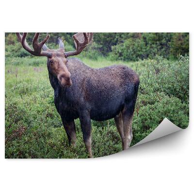 Fototapeta na stenu Los v daždi