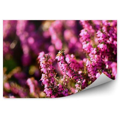 Fototapeta Záber Zblízka Na Kvet Vresu